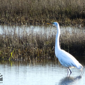 Beauty in Assateague