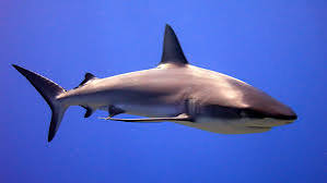Sharks in the water