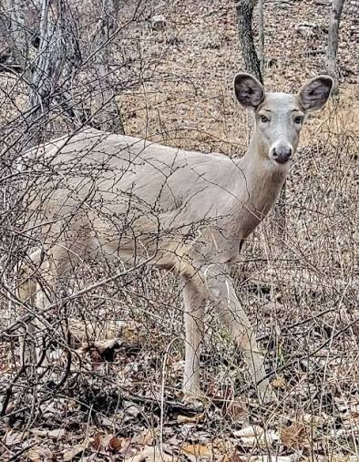 A deer in the woods at Patapsco Valley State Park
