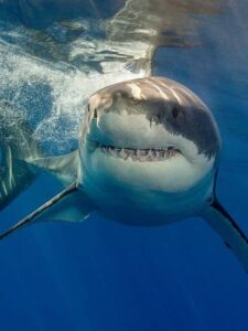 Read more about the article Debunking Myths About Sharks: An Informative Guide for Beachgoers