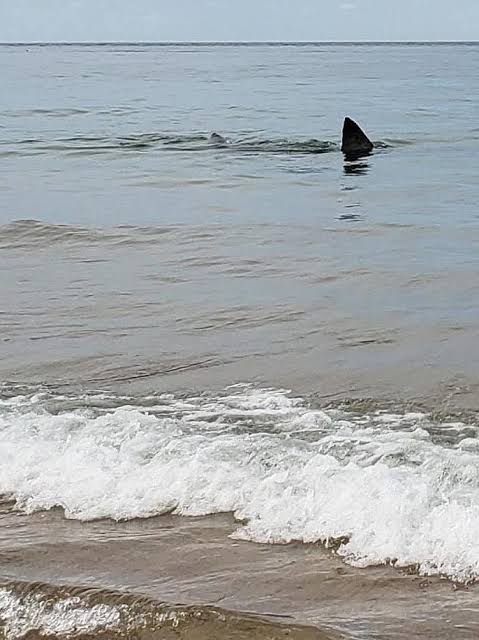 Shark fins spotted off the shore