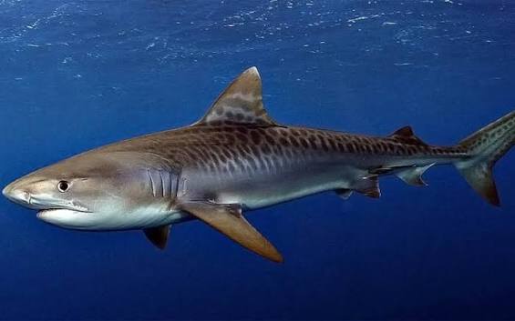 Tiger shark swimming in the water.