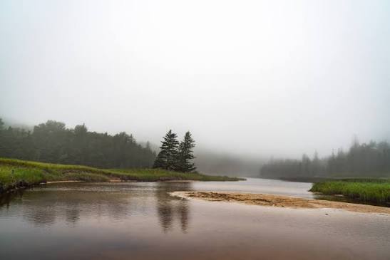 A foggy setting in Acadia is the perfect setting for Cryptids